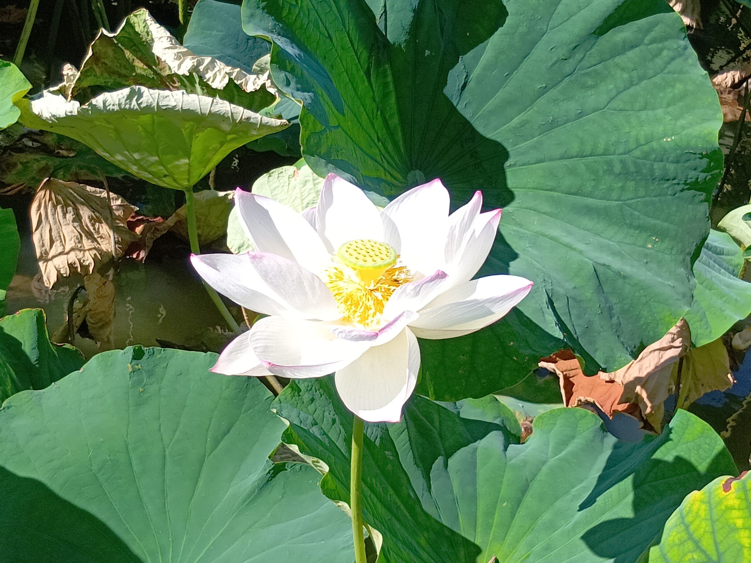舞鶴公園で蓮の花が見頃です