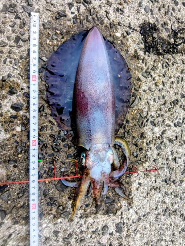 離島で楽しむ秋のアオリイカ釣り